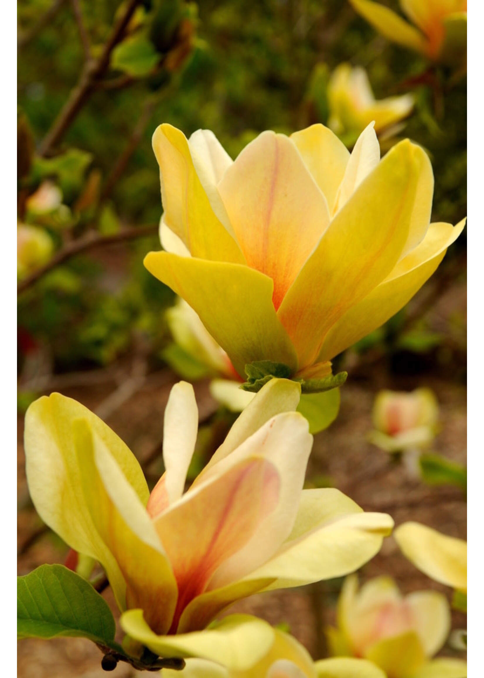 Spring Bloom Magnolia x Sunsation Magnolia - Hybrid, #5