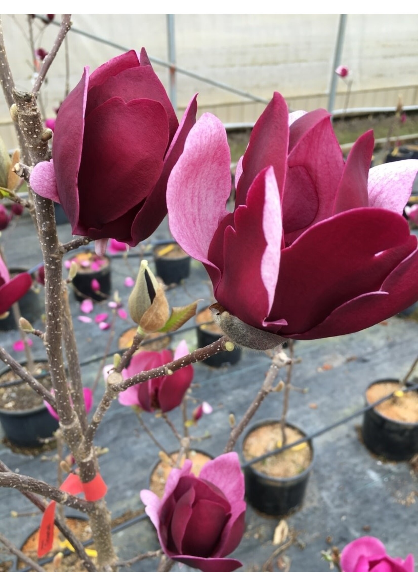 Spring Bloom Magnolia x Tinkerbelle Magnolia - Hybrid, #5