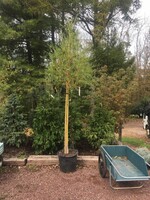 Salix niobe Willow - Niobe Gold Weeping, #5