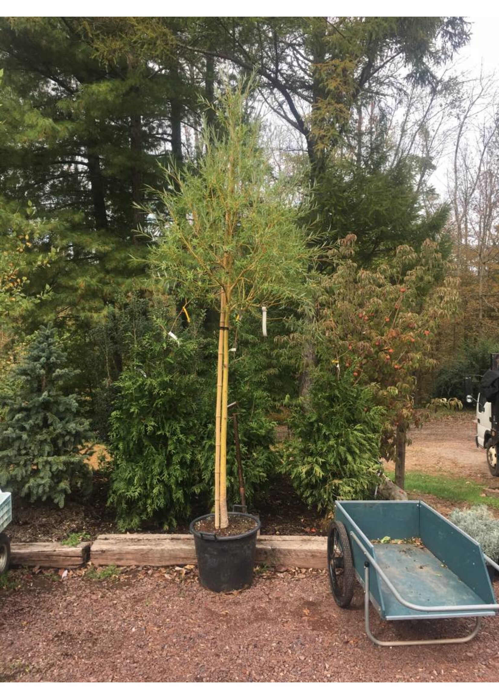 Salix niobe Willow - Niobe Gold Weeping, #5