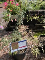 Acer palm. di. Orangeola, Japanese Threadleaf Maple#3