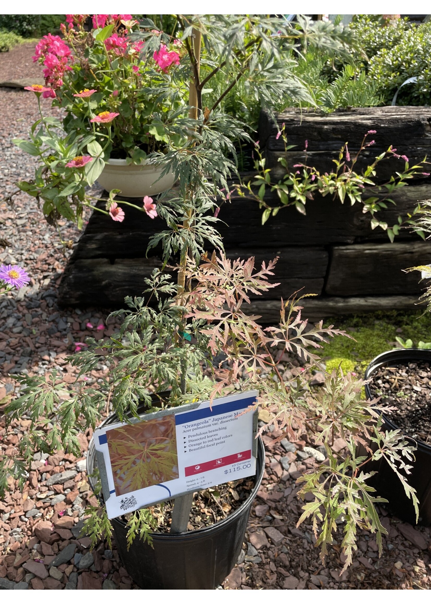 Acer palm. di. Orangeola, Japanese Threadleaf Maple#3