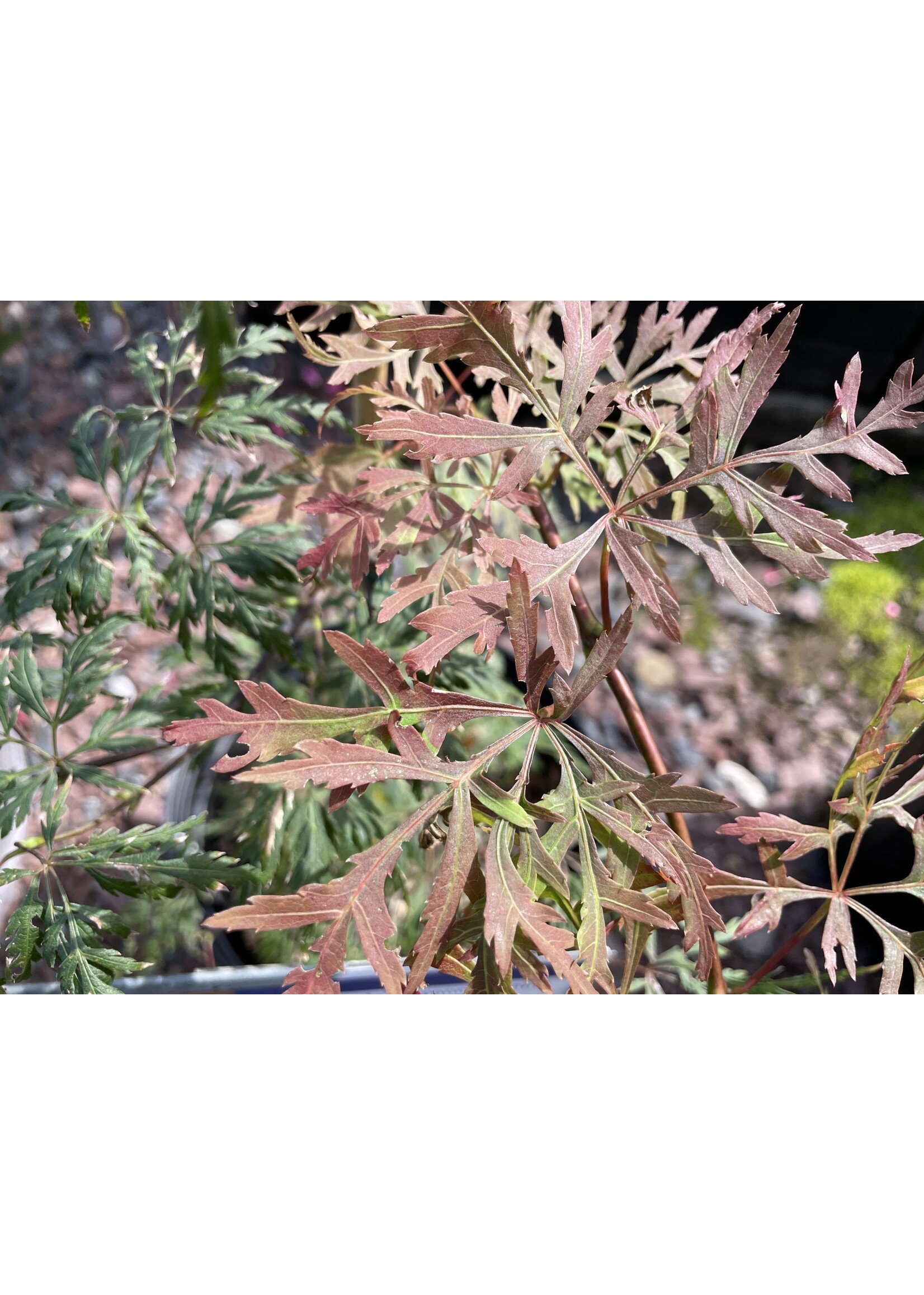 Acer palm. di. Orangeola, Japanese Threadleaf Maple#3