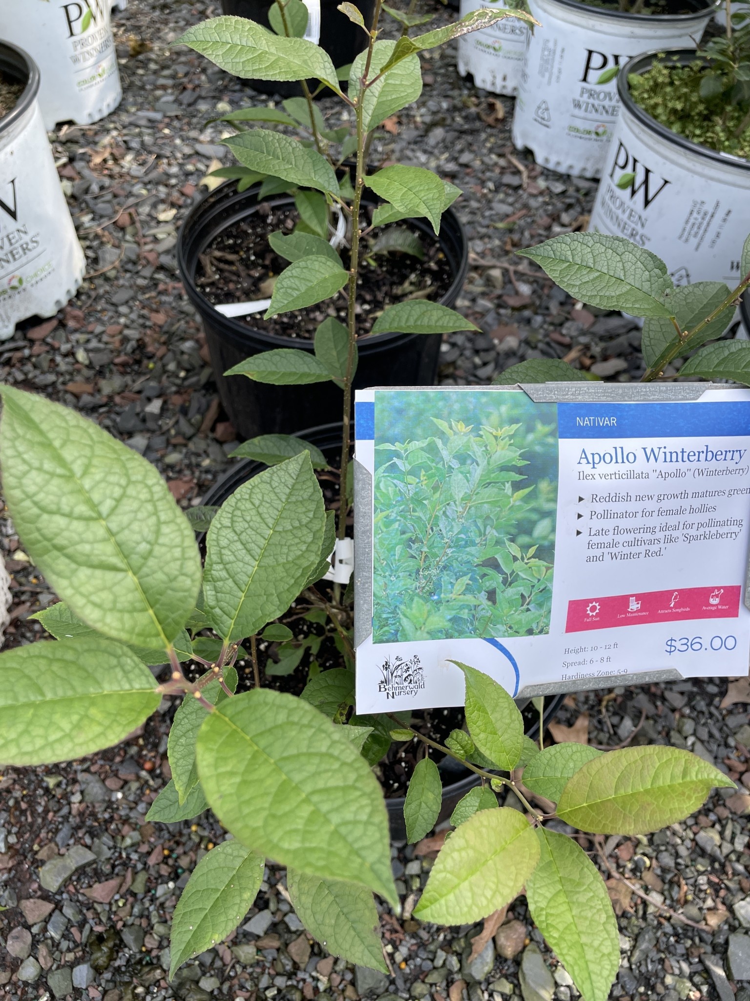 ilex-vert-apollo-holly-