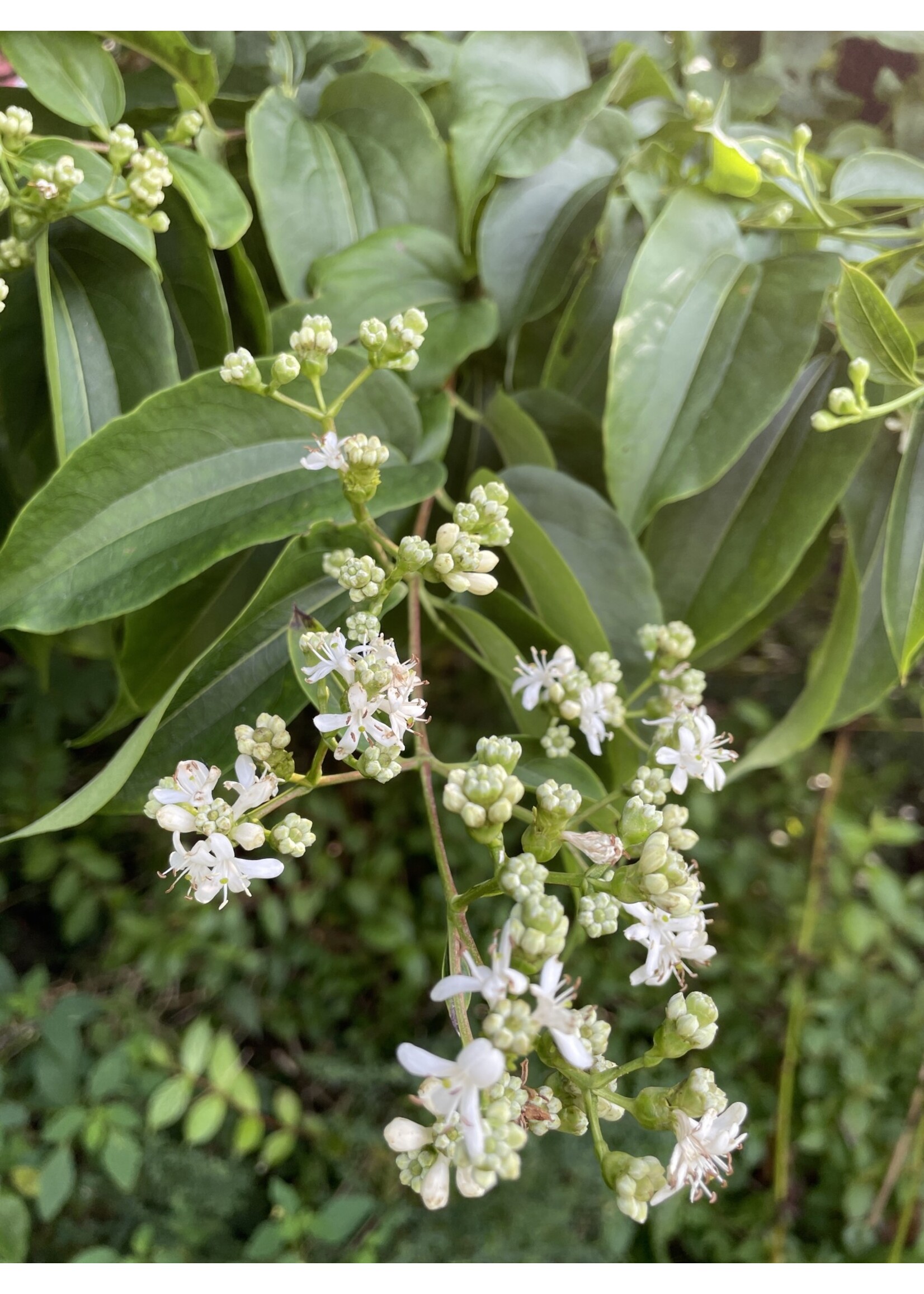 Heptacodium miconioides Temple of Bloom Seven-Son Flower, #3 Treeform