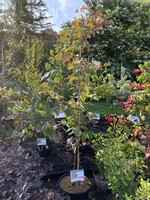 Cercis can. Carolina Sweetheart Redbud - Eastern, Carolina Sweetheart, #10