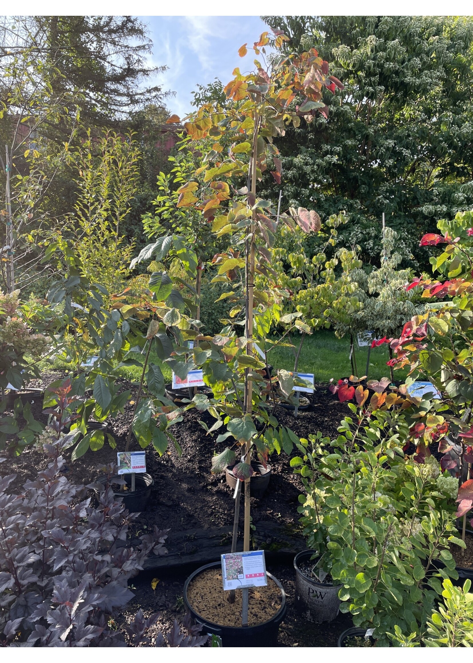 Cercis can. Carolina Sweetheart Redbud - Eastern, Carolina Sweetheart, #10