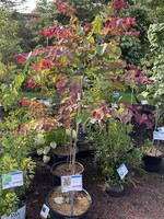 Cercis can. Flame Thrower, Redbud - Eastern, Flame Thrower, #10