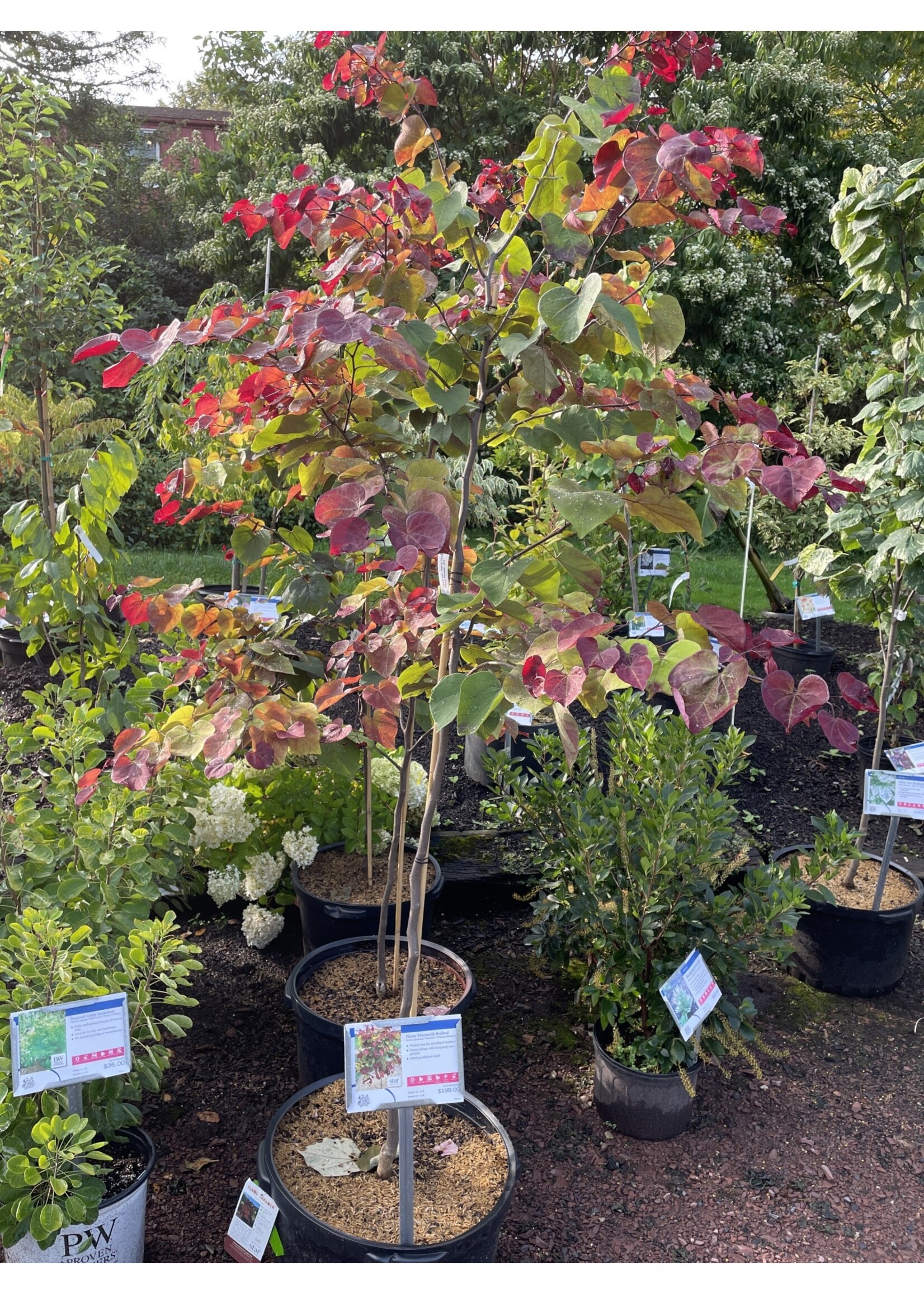 Cercis can. Flame Thrower, Redbud - Eastern, Flame Thrower, #10