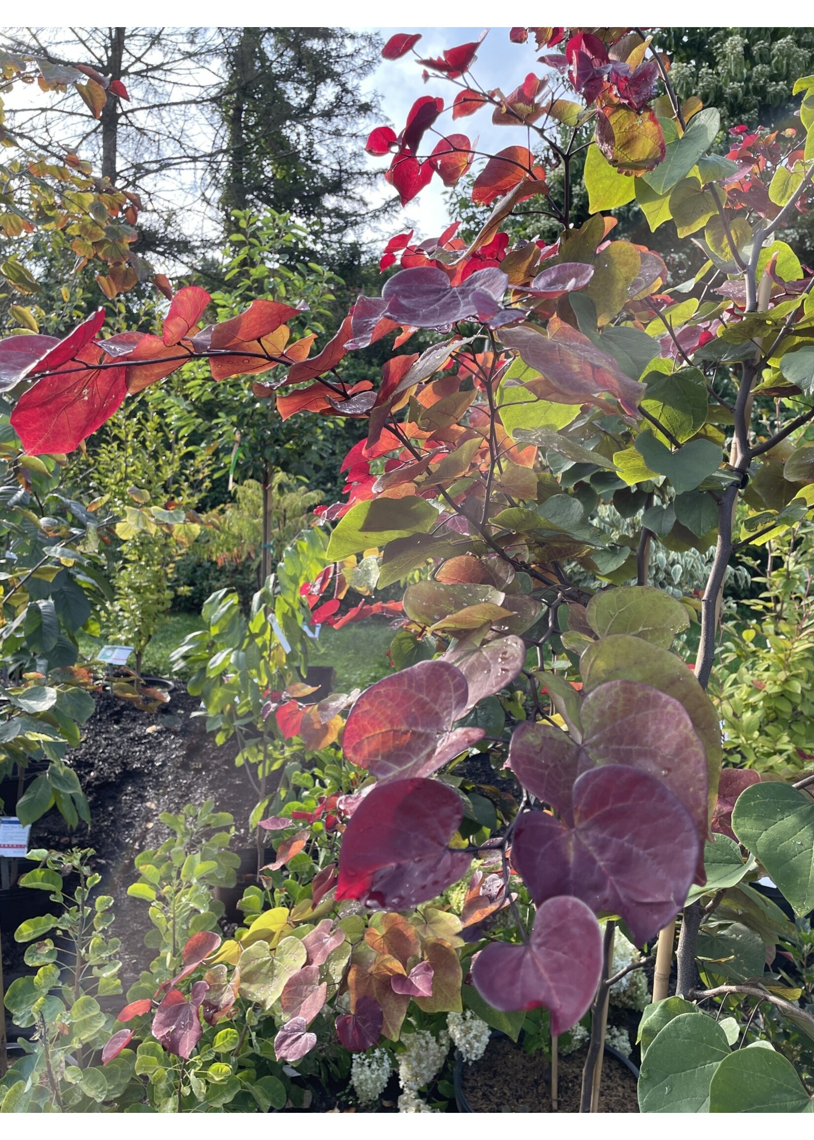 Cercis can. Flame Thrower, Redbud - Eastern, Flame Thrower, #10