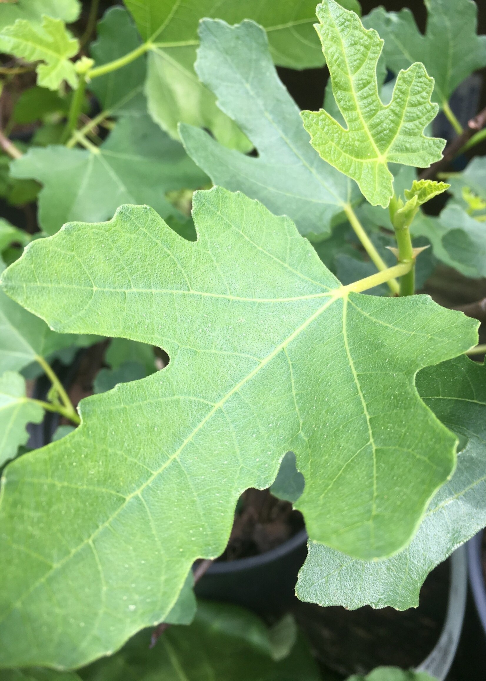 Ficus carica Chicago Hardy Fig,  #5