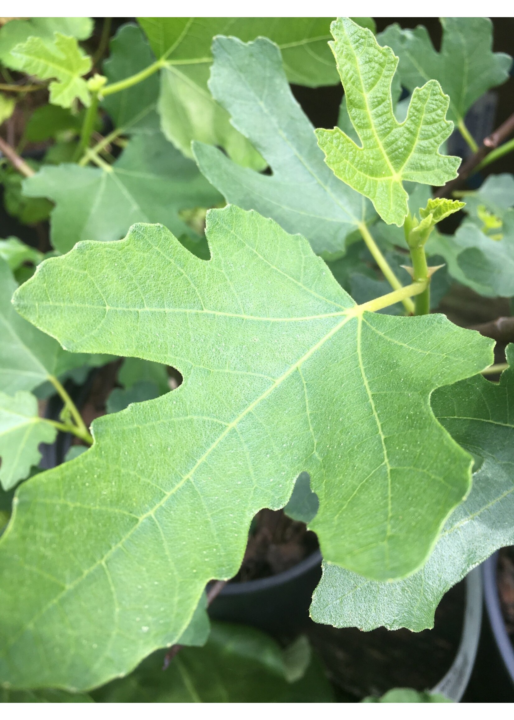 Ficus carica Chicago Hardy Fig,  #5