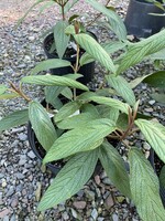 Viburnum x rhy. Fenceline, Viburnum - Fenceline Leatherleaf, #3