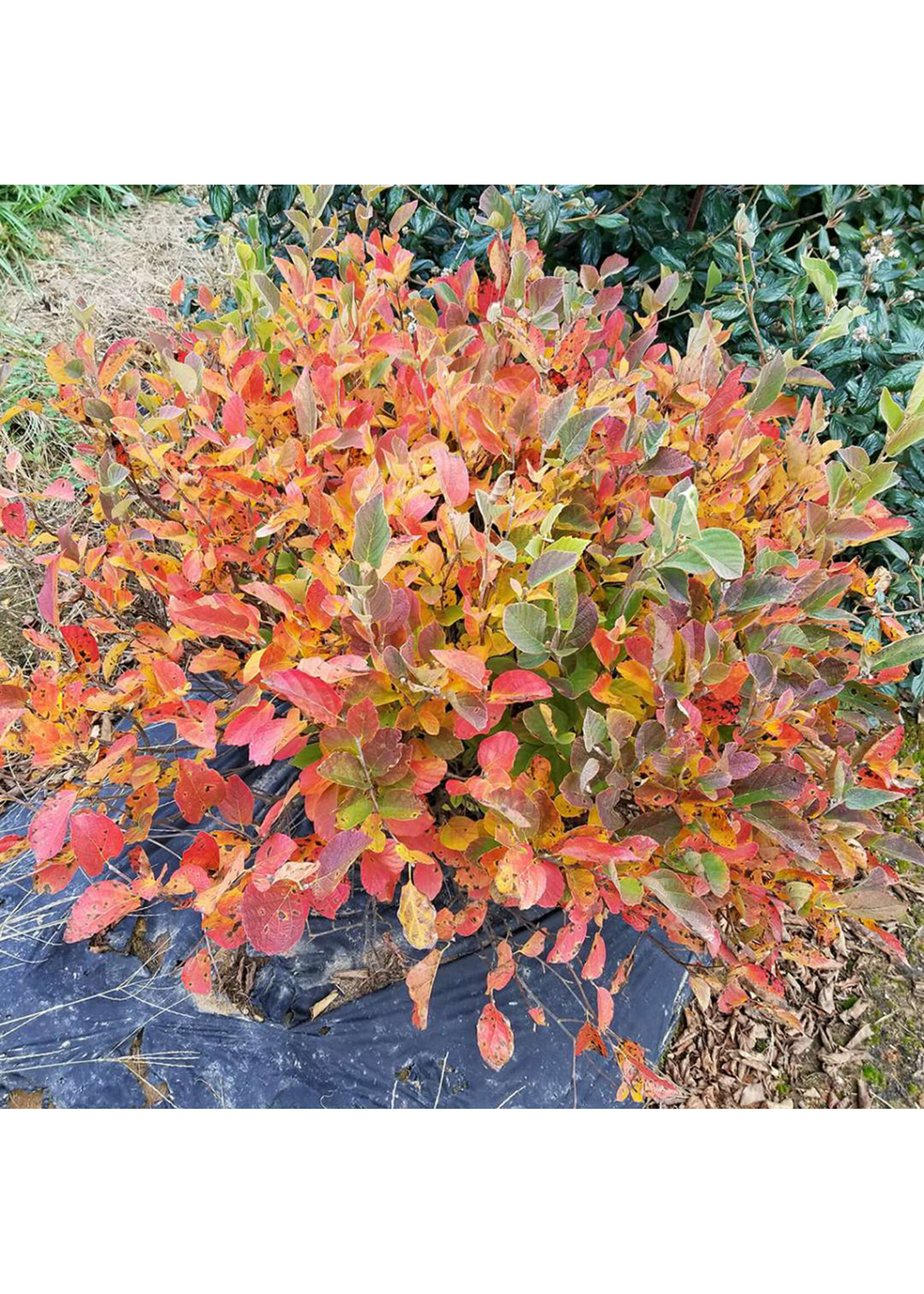 Fothergilla x intermedia Legends of the Small
