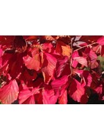 Hamamelis vernalis Kohankie Red, Witchazel #5