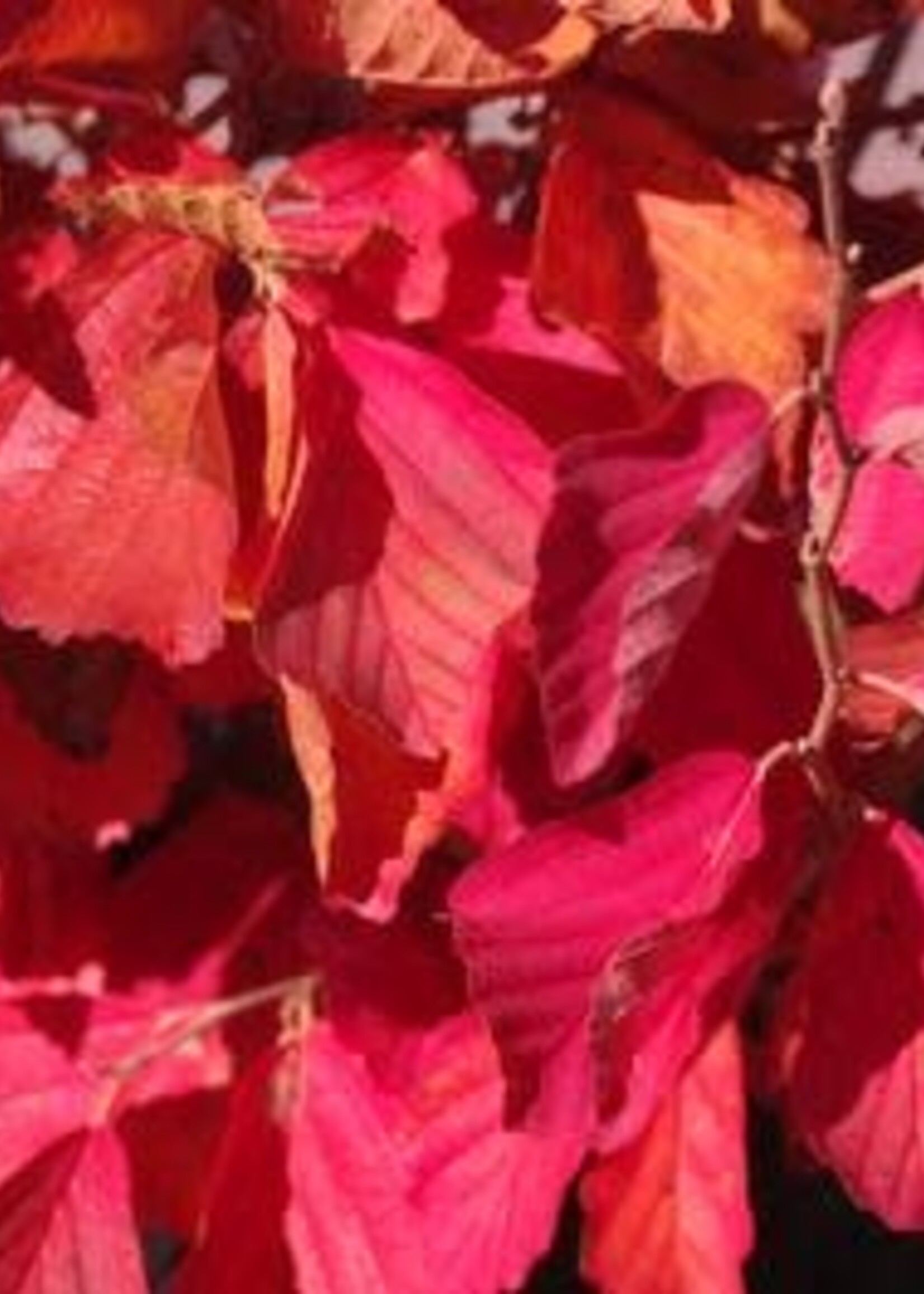 Fothergilla x intermedia Legends of the Fall - Behmerwald Nursery