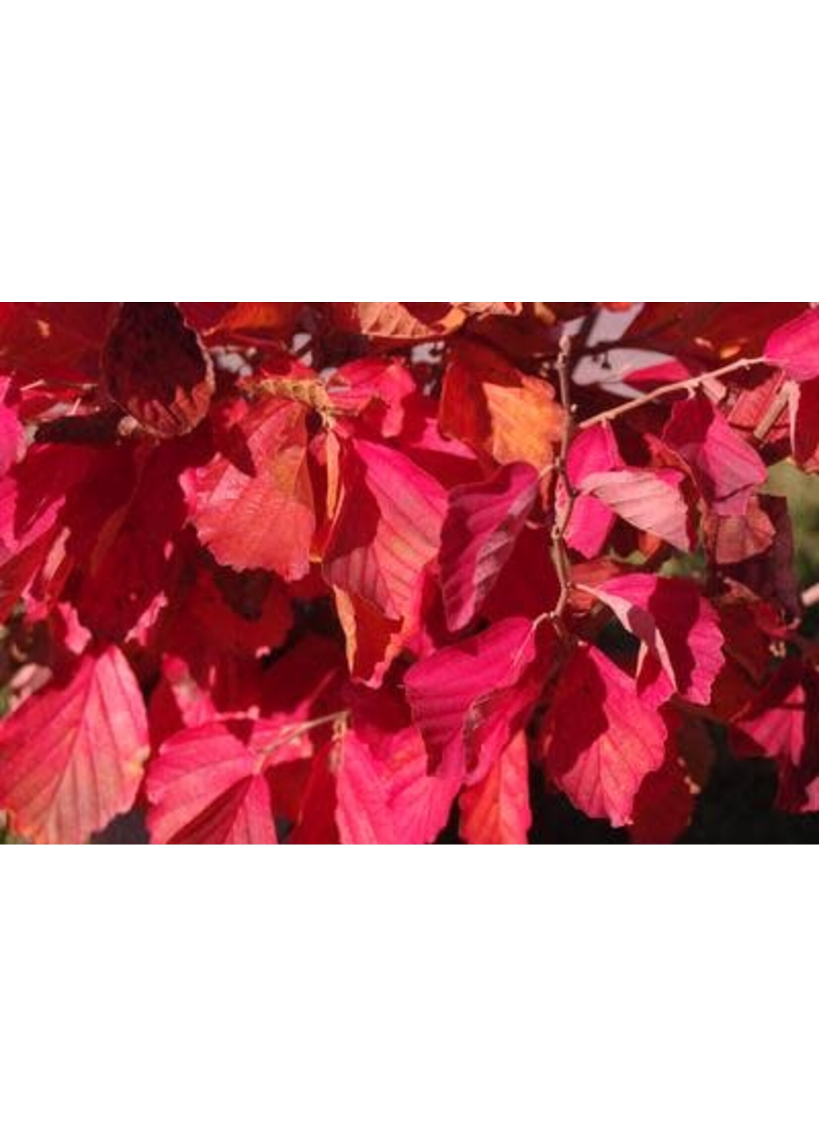 Hamamelis vernalis Kohankie Red, Witchazel #5
