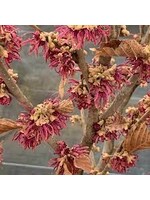 Hamamelis vernalis Purple ribbons, Witchazel #5