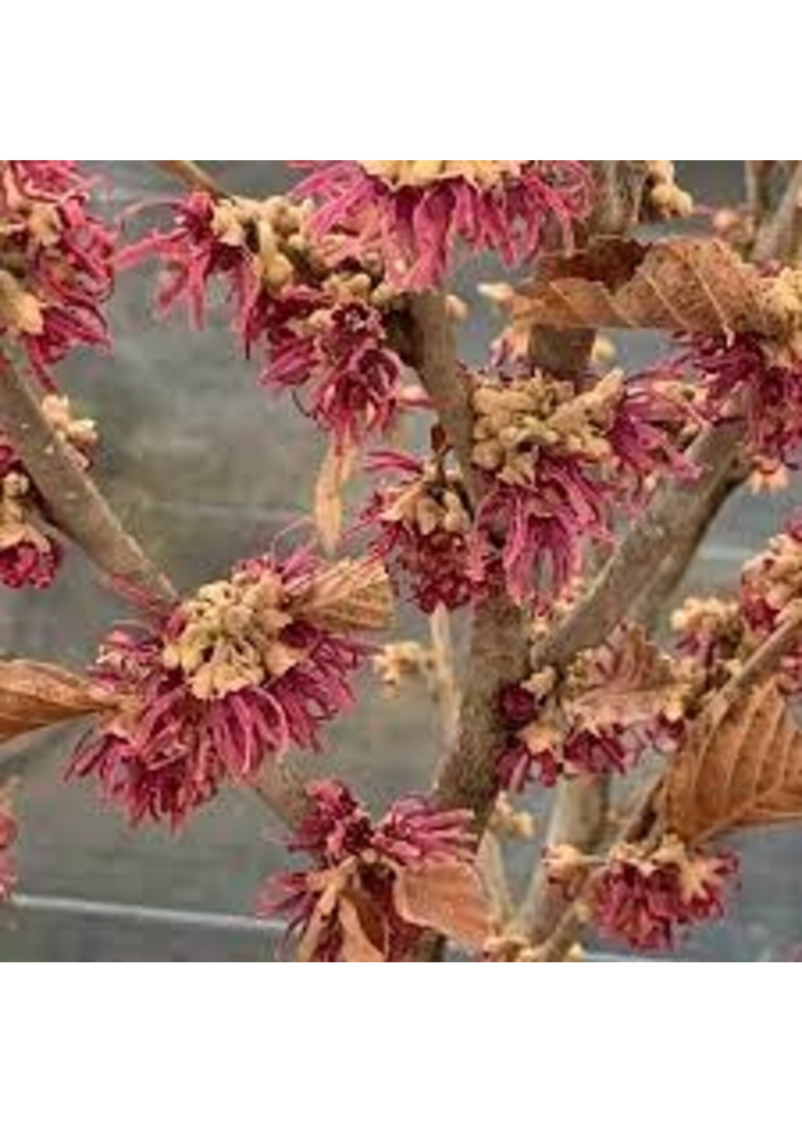 Hamamelis vernalis Purple ribbons, Witchazel #5
