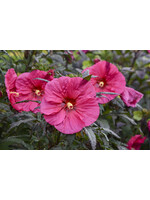 Rain Garden Hibiscus x Summerific Evening rose, Mallow, #2