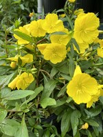 Oenothera fruticosa Sundrops, #1 container