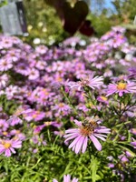 Aster dum. Wood's Pink Aster, Wood's Pink, #1