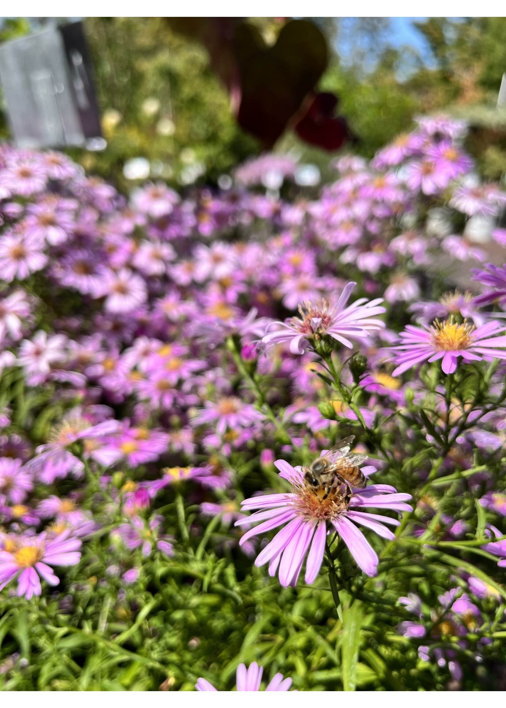 Aster dum. Wood's Pink Aster, Wood's Pink, #1