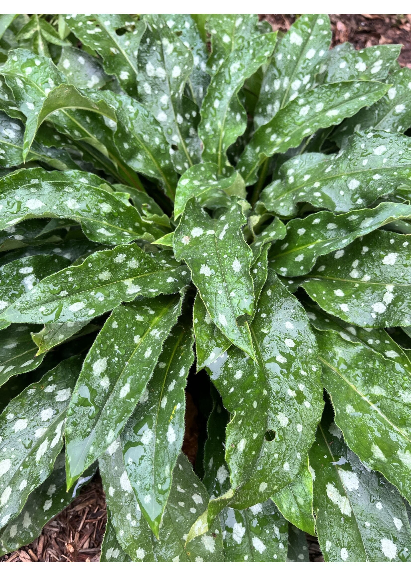 Pulmonaria Raspberry Splash, Lungwort  #1 container