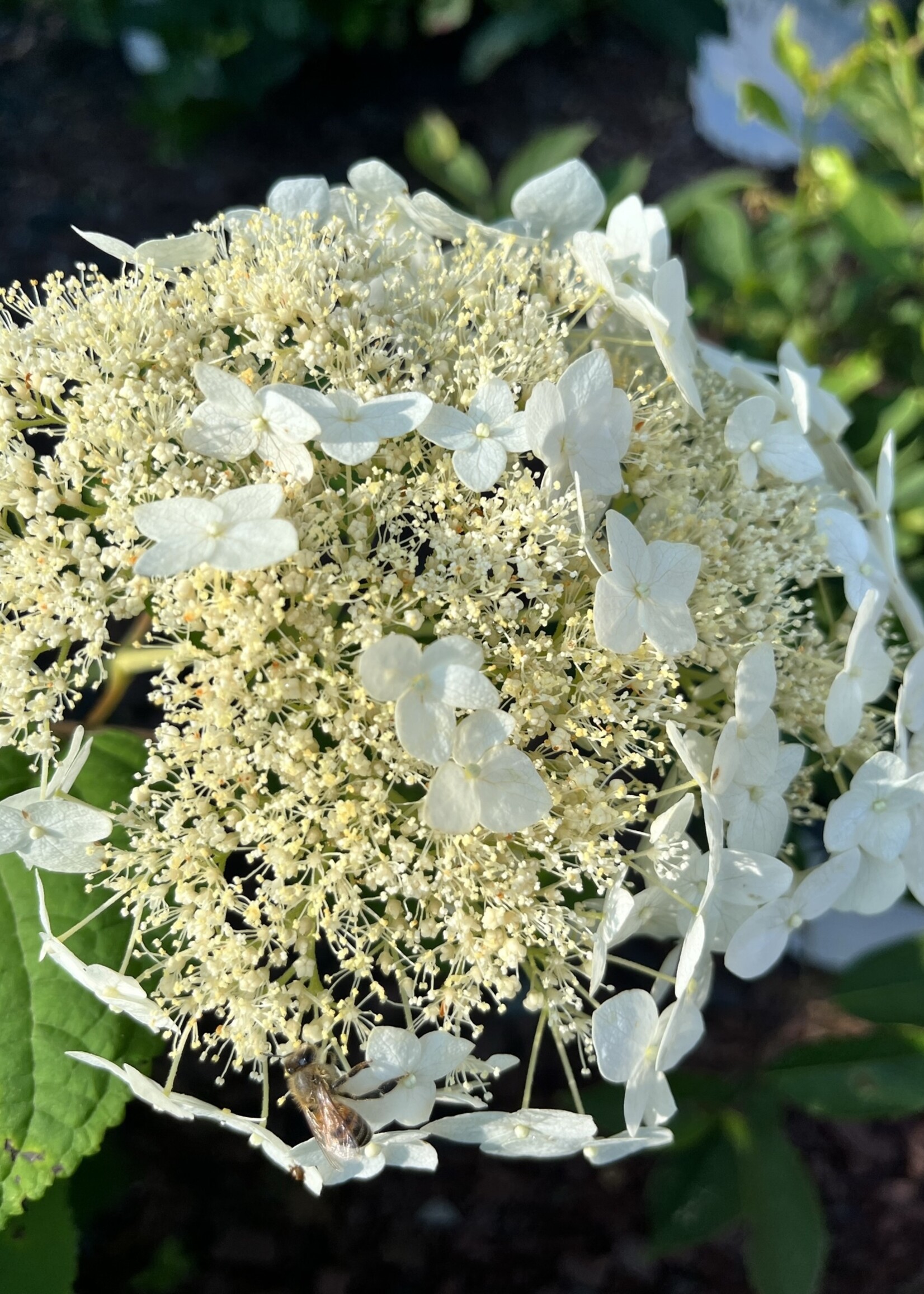 Hydrangea arborescens Haas Halo, Smooth Hydrangea #3