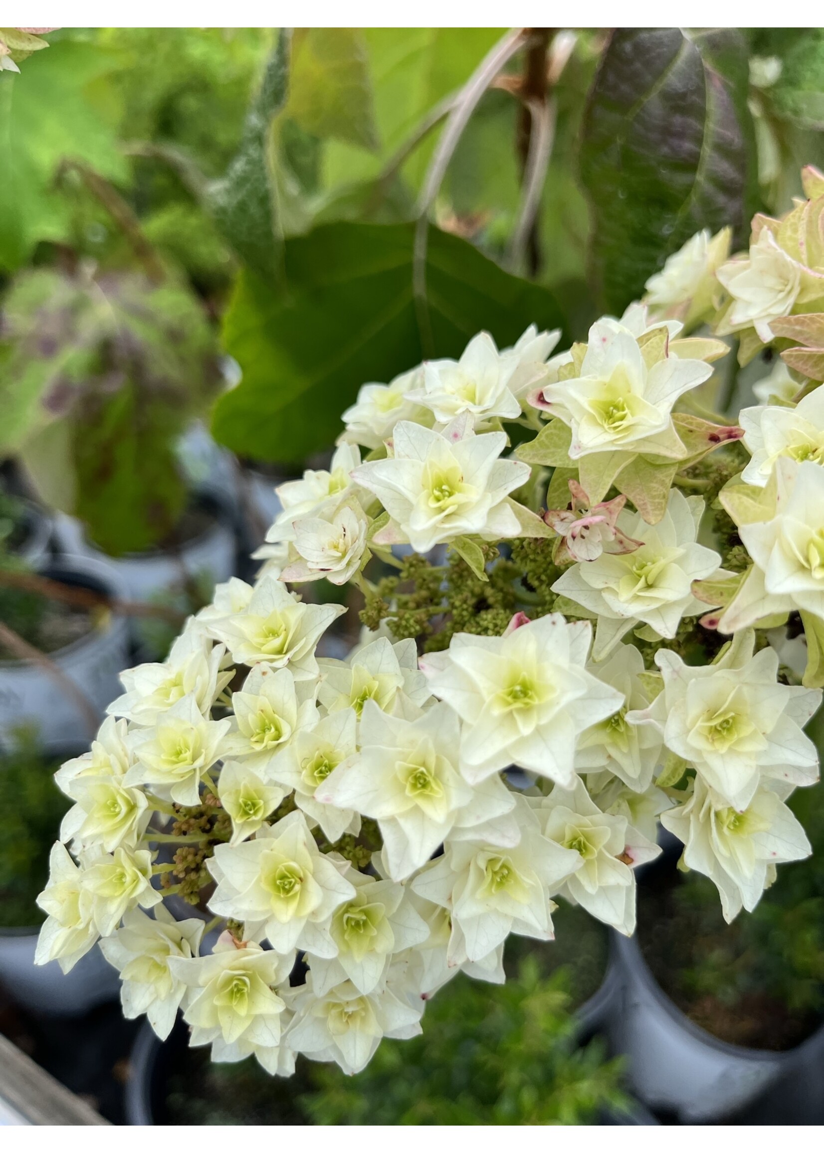 2024 Plant Olympics! Hydrangea querc. Snowcicle, Hydrangea - Oakleaf, #3