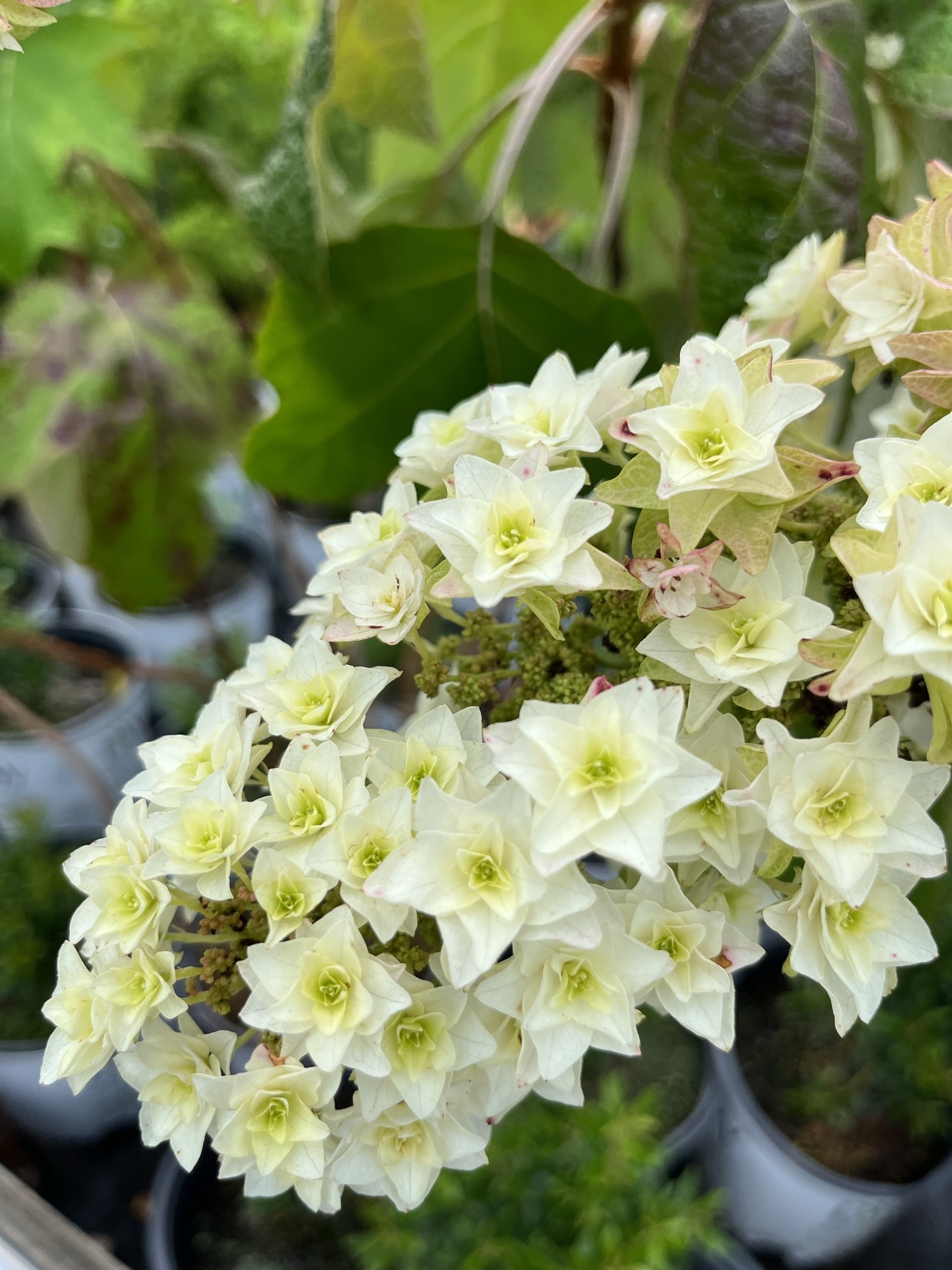Hydrangea querc. Snowcicle, Hydrangea - Oakleaf, #3