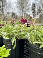 Pulmonaria Raspberry Splash, Lungwort  #1 container