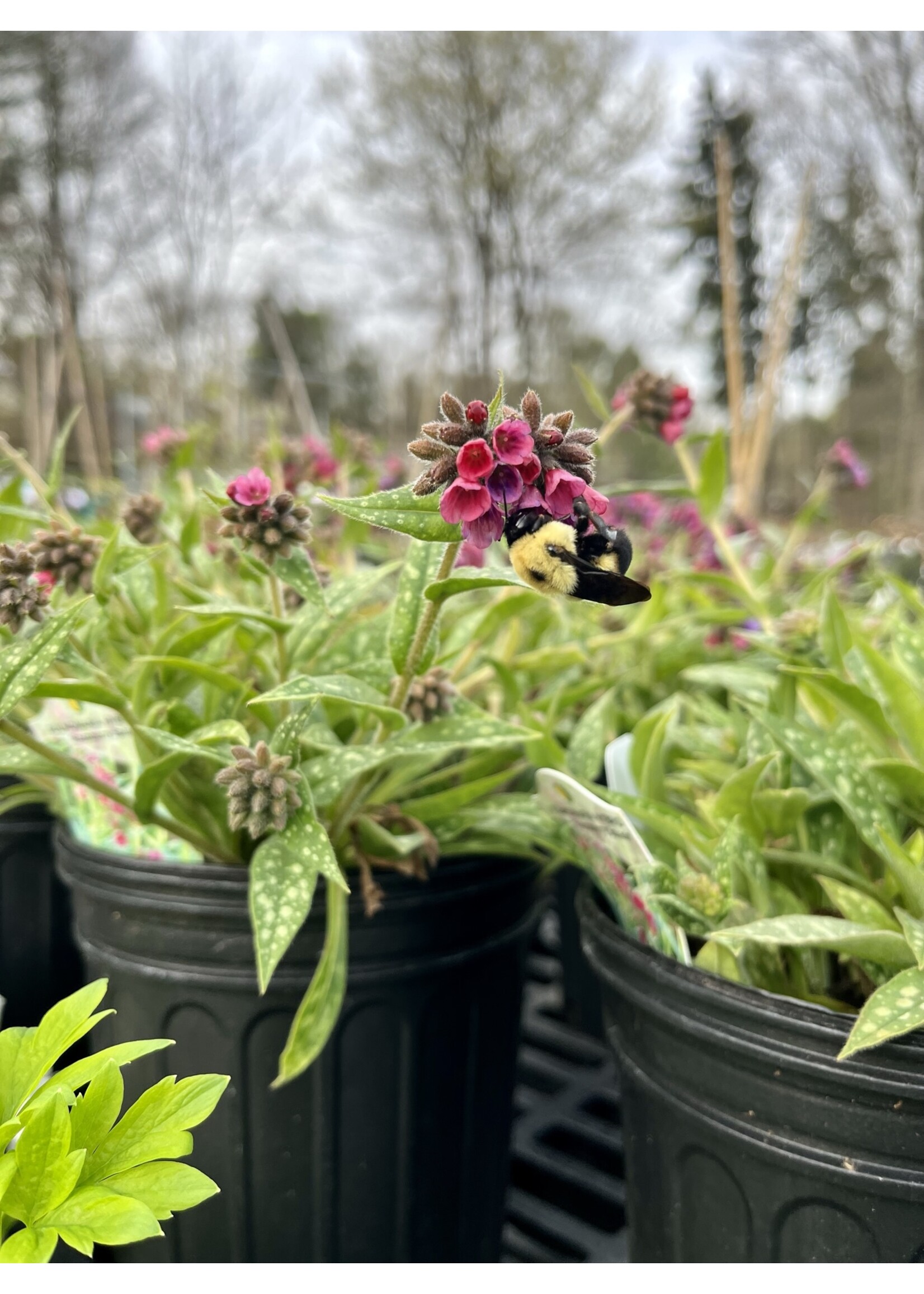 Pulmonaria Raspberry Splash, Lungwort  #1 container