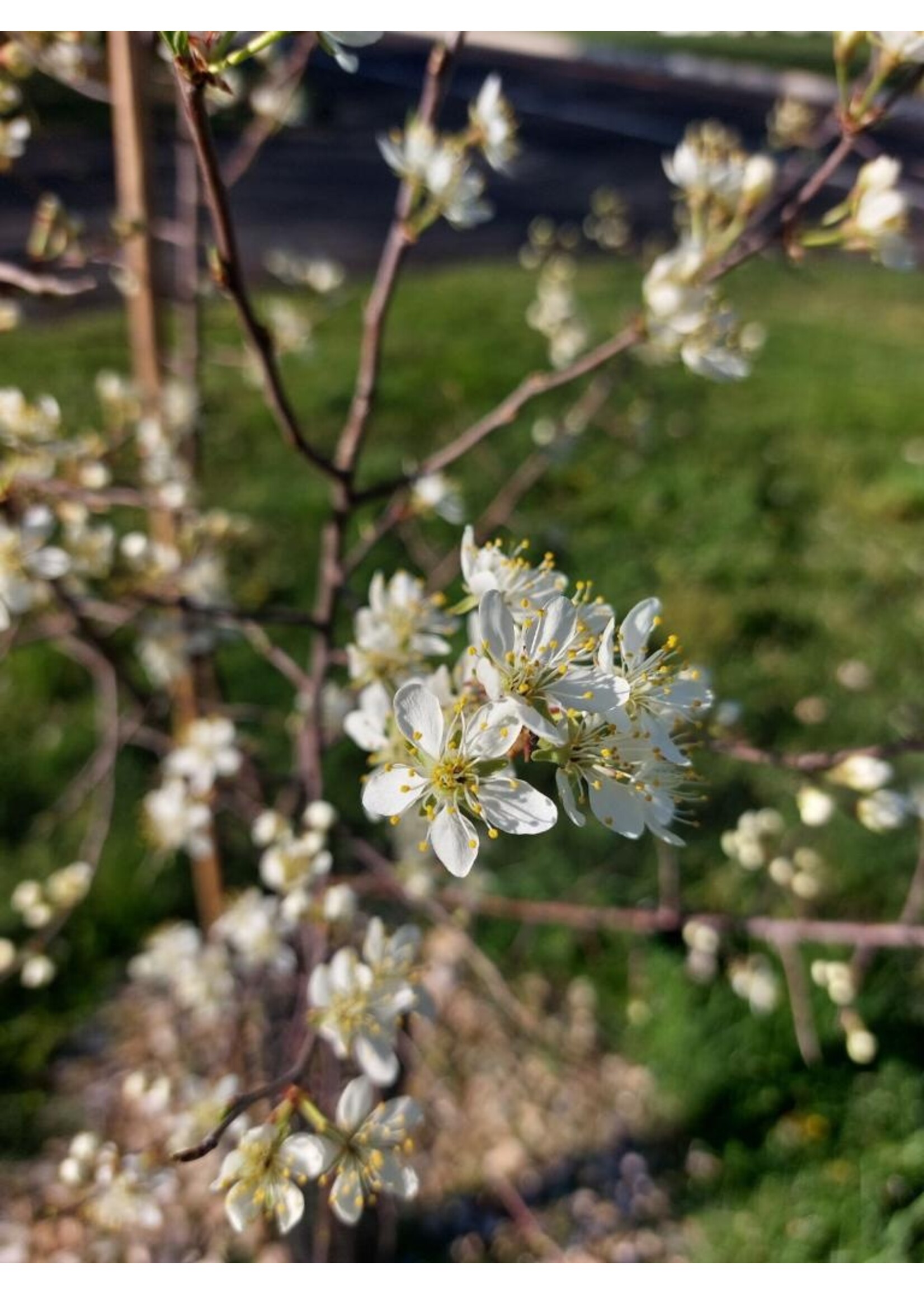 Spring Bloom Prunus americana, American Plum, #3