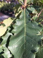 Quercus Bicolor- Oak, Swamp white #3