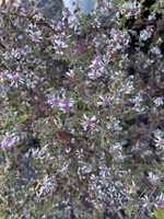 Aster lat. Lady in Black Aster, Lady in Black, #1