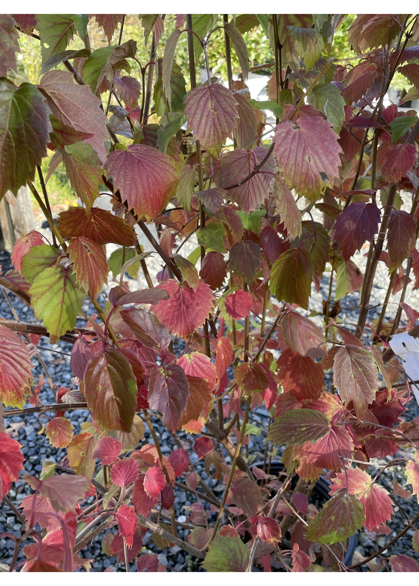 2024 Plant Olympics! Viburnum dent. Christom Viburnum - Arrowwood, Blue Muffin, #3