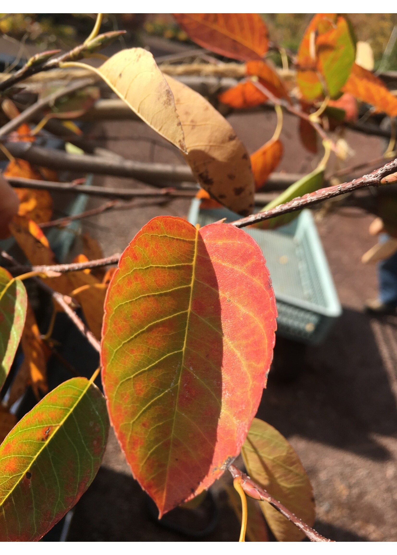 Amelanchier Autumn Brilliance Serviceberry, Autumn Brilliance, #15 clump