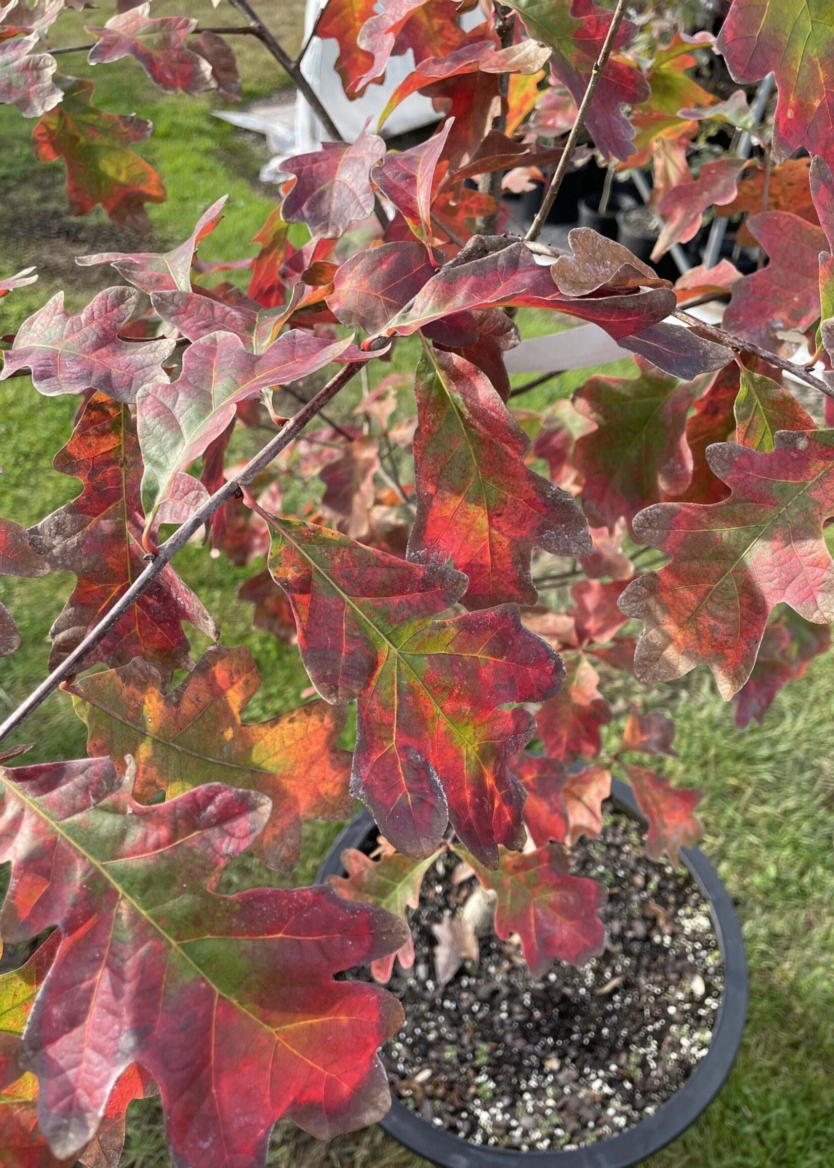 Quercus alba Oak, White, #3