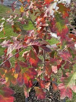 Quercus alba Oak, White, #10
