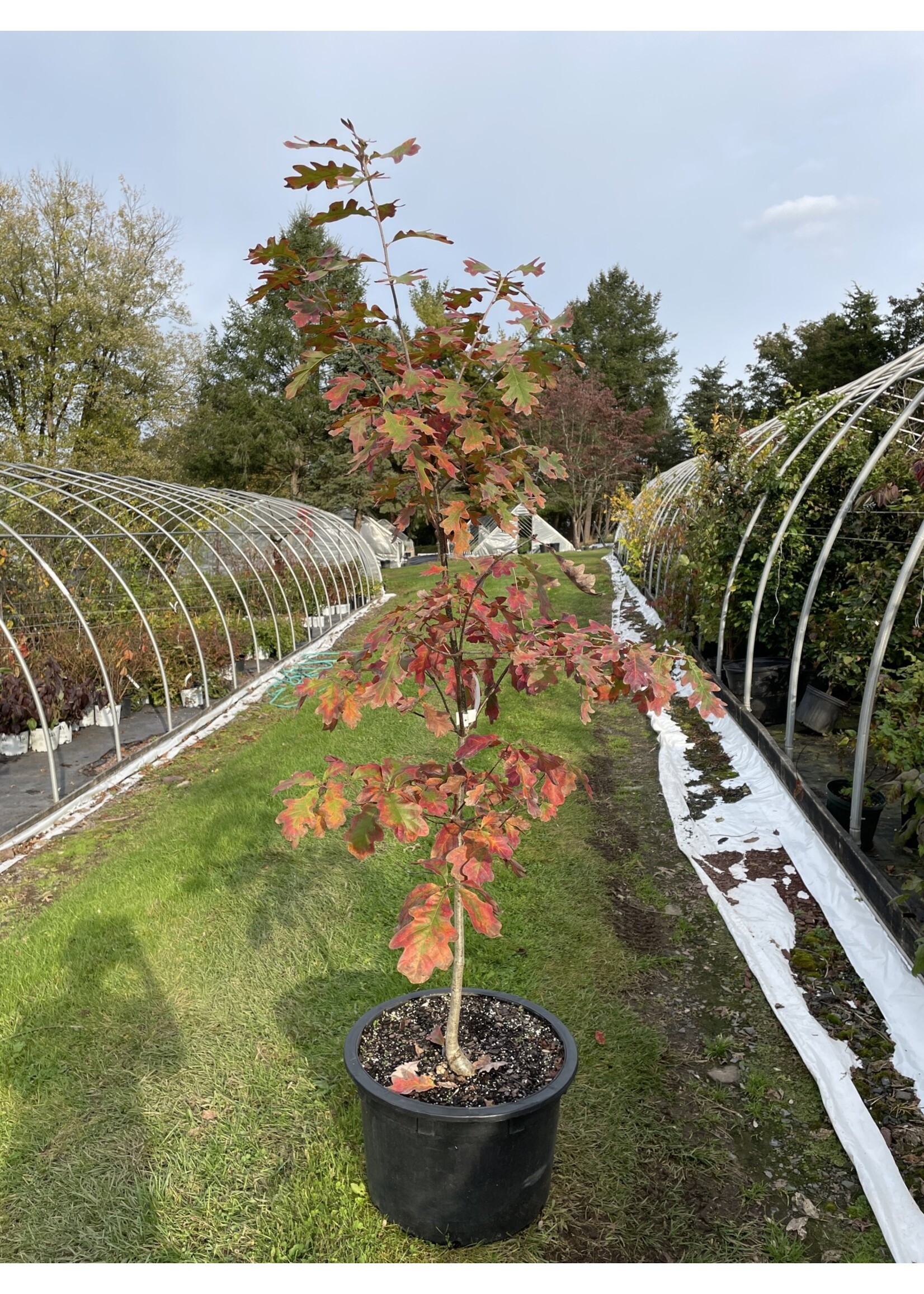 2024 Plant Olympics! Quercus alba Oak, White, #10