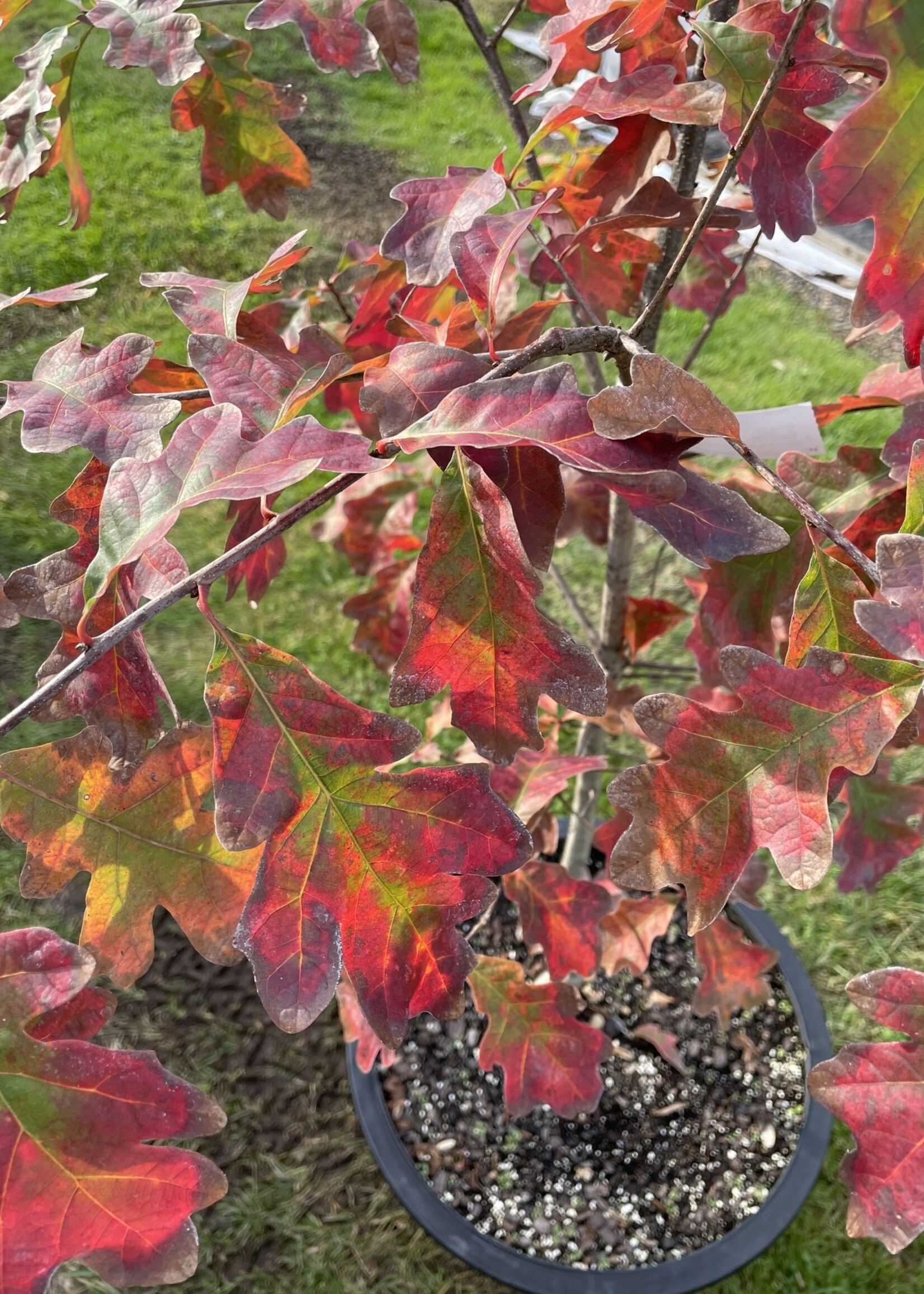 Quercus alba Oak, White, #7