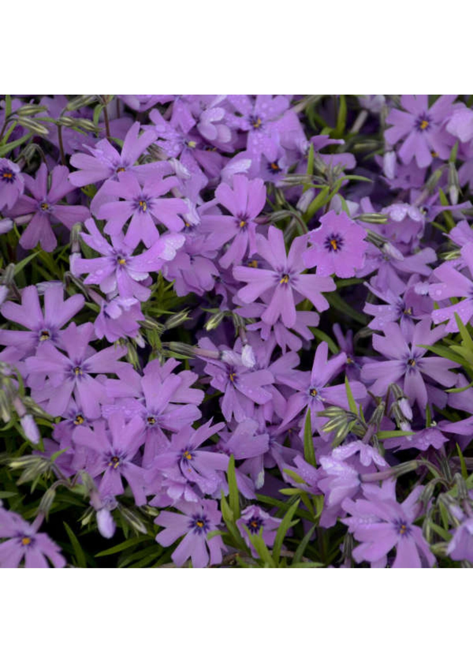 Phlox sub. Purple Beauty, Creeping/Moss Phlox #1