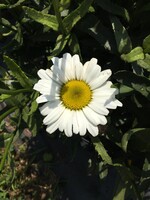 Leucanthemum Betsy, Shasta Daisy #1