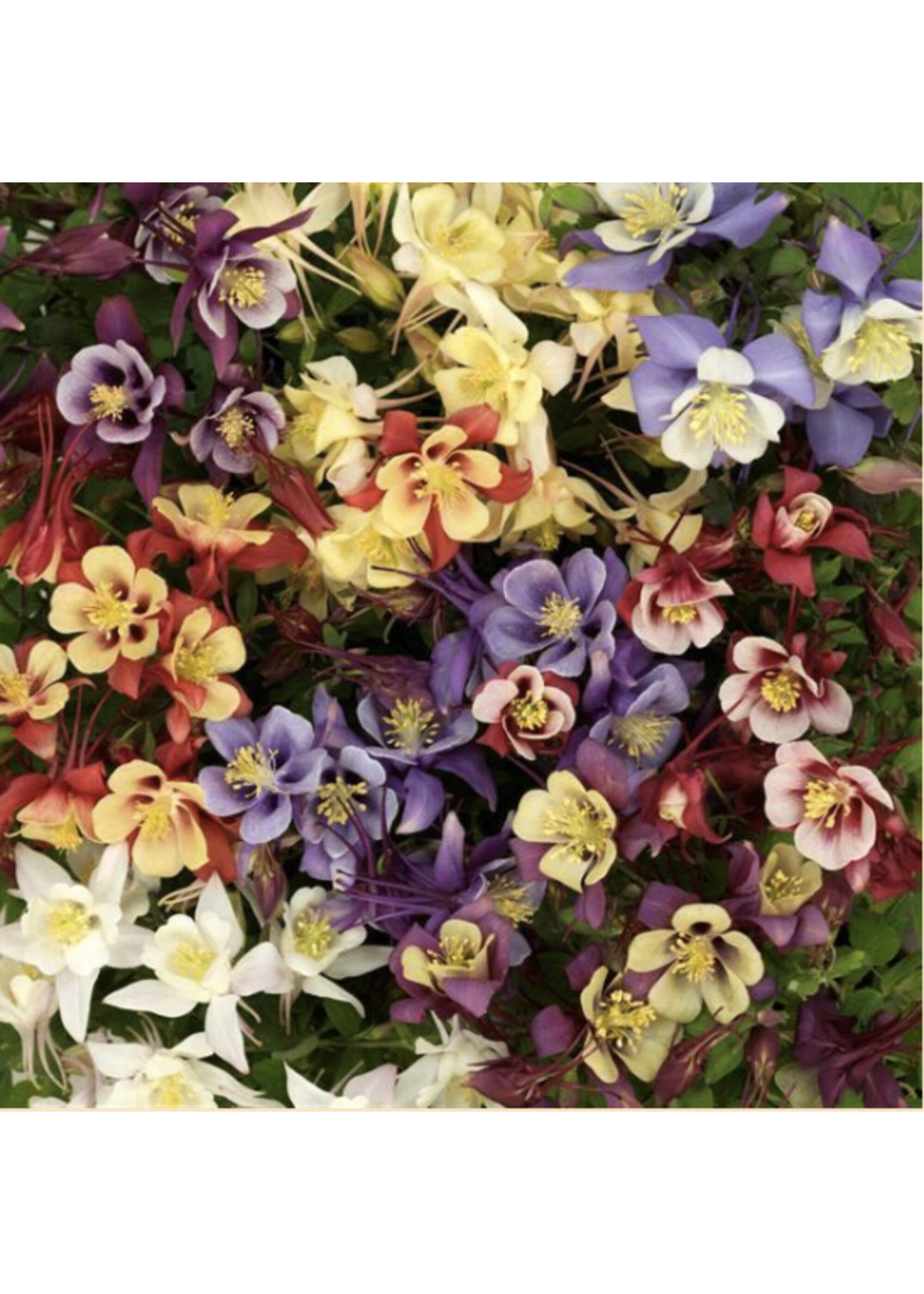 Aquilegia Early Bird Mix, Columbine #1