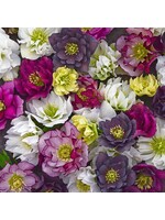 Helleborus wedding party mixed- Lenton rose #1 container
