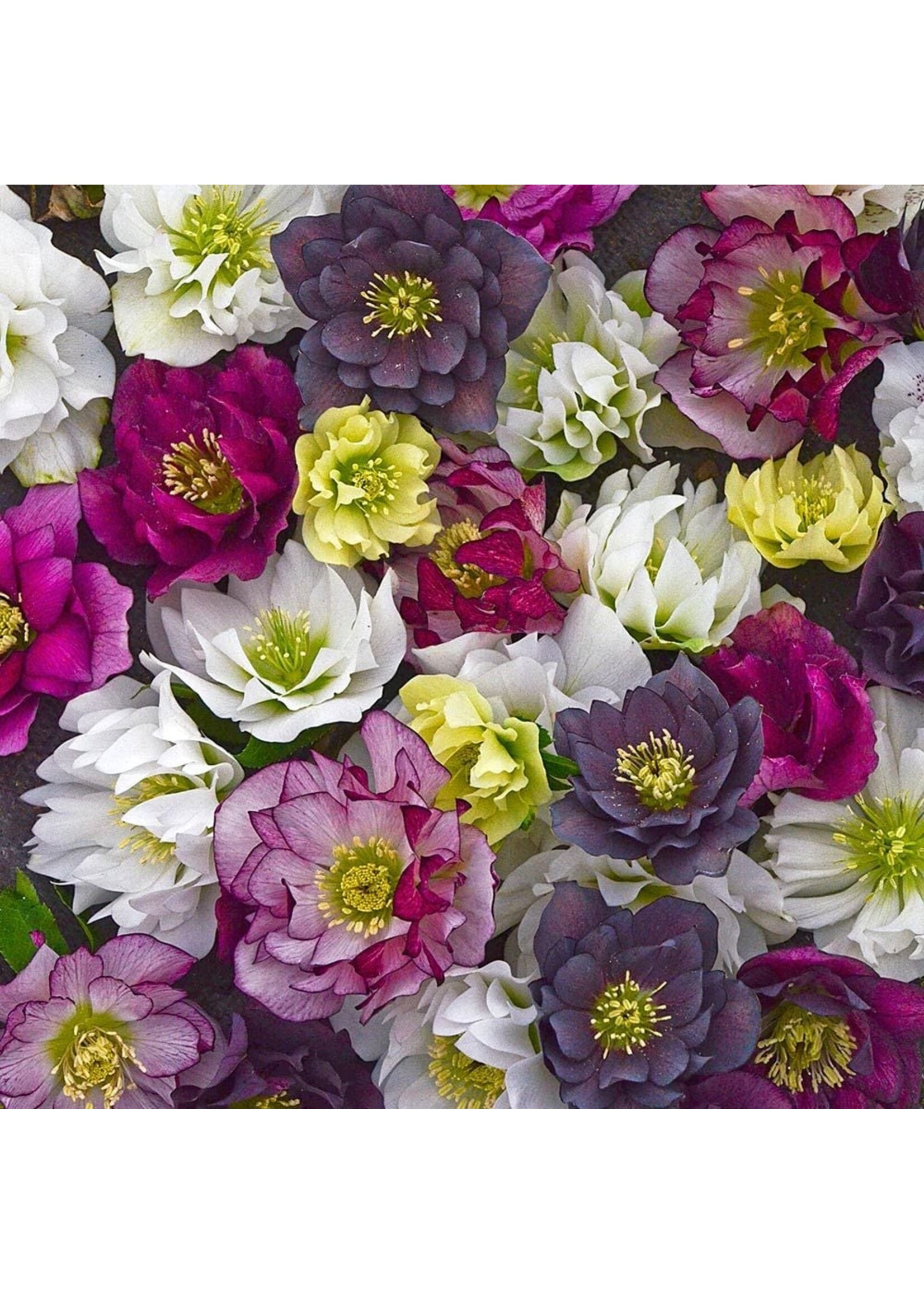 Helleborus wedding party mixed- Lenton rose #1 container