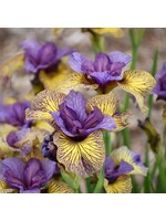 Iris sibirica Purring Tiger, Siberian Iris #1