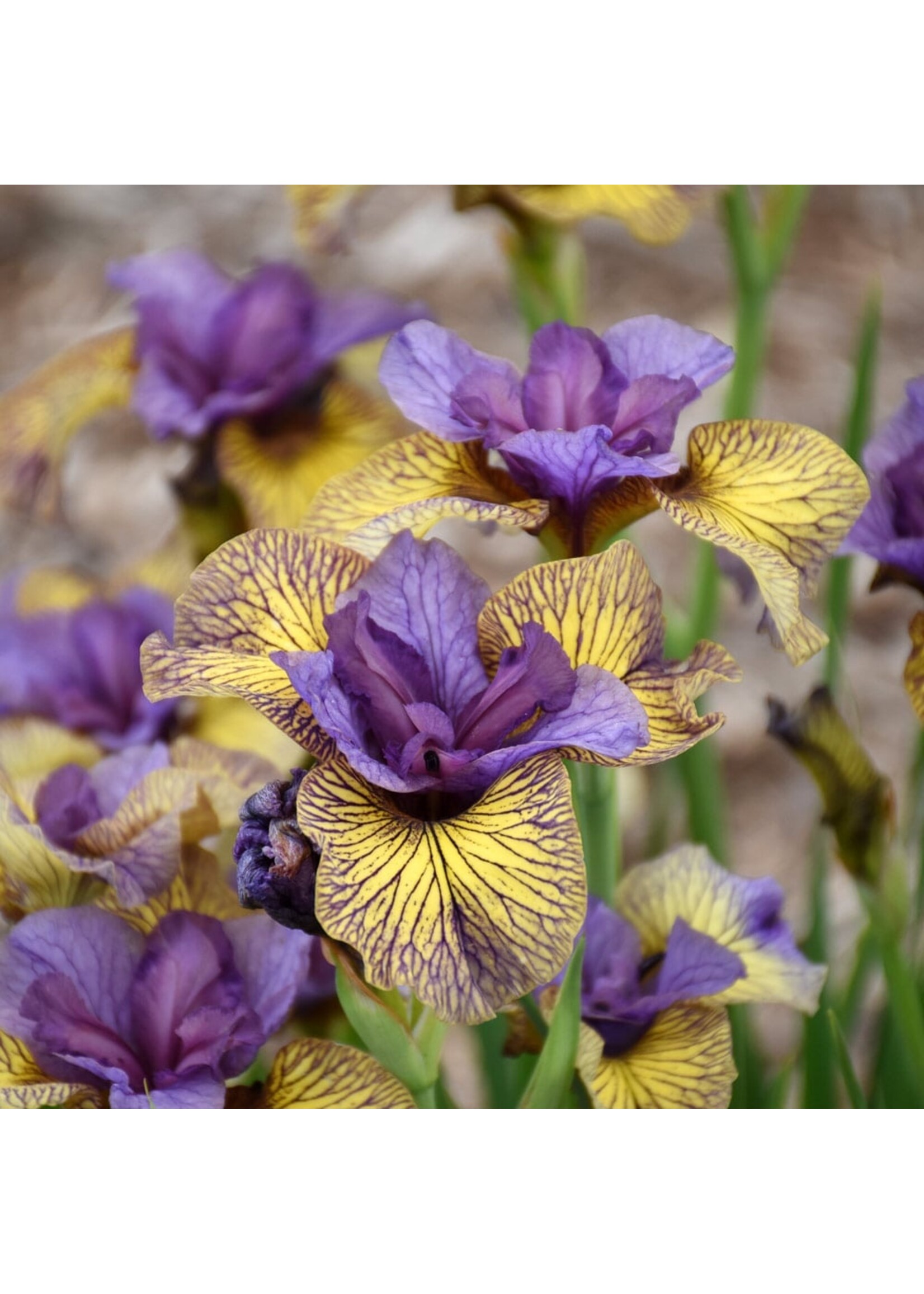 2024 Plant Olympics! Iris sibirica Purring Tiger, Siberian Iris #1