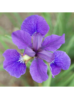 Iris sibirica Caesar's Brother, Siberian Iris #1